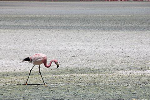 uyuni-salar.jpg