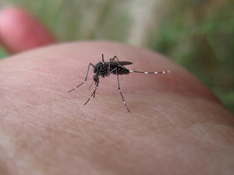 mosquito-aedes.jpg